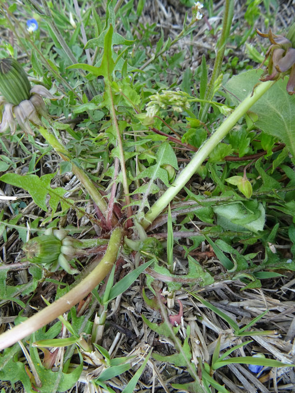 quale Asteraceae ?.....Taraxacum sp.